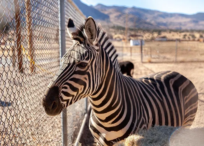 Zebra Ranch 16-guest Compound Mtn Vuspapkl Bal Prescott